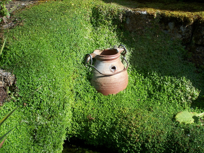 Soleirolia soleirolii